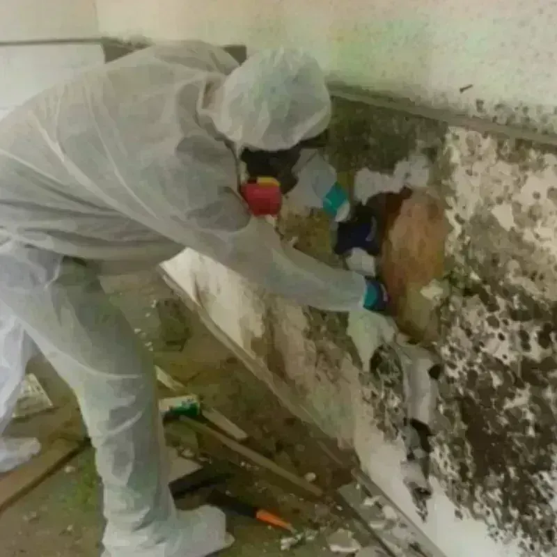 Mold Remediation and Removal in Roessleville, NY